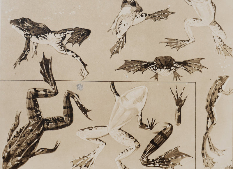 Mathurin MEHEUT : La Grenouille, Lithographie signée
