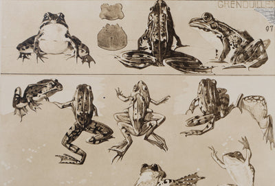 Mathurin MEHEUT : La Grenouille, Lithographie signée