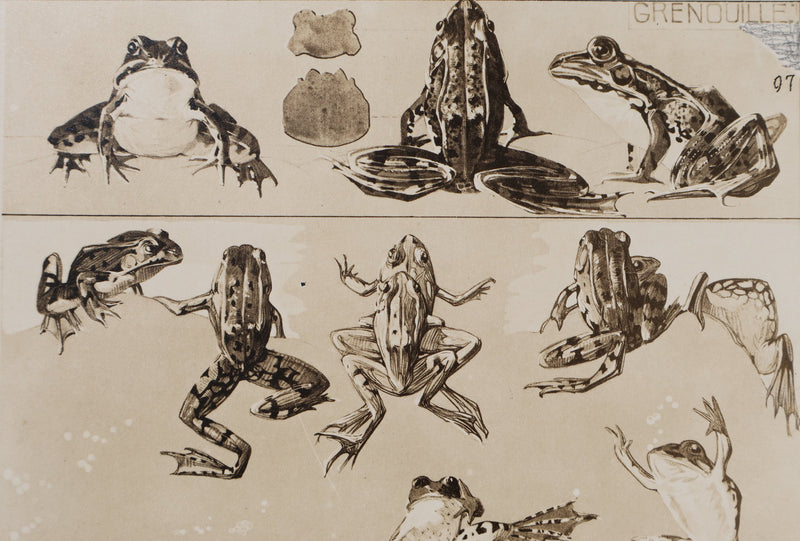 Mathurin MEHEUT : La Grenouille, Lithographie signée