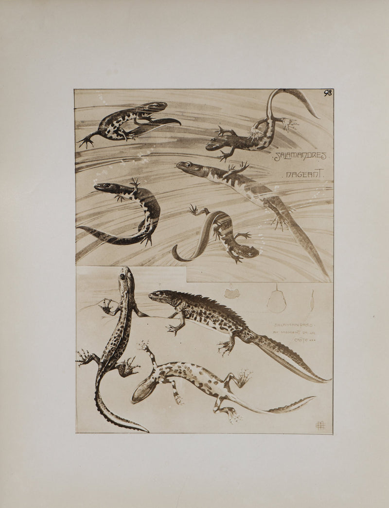 Mathurin MEHEUT : La Salamandre, Lithographie signée