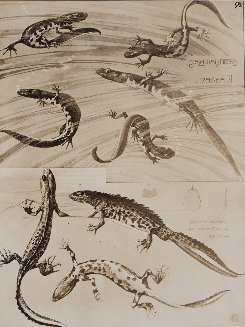 Mathurin MEHEUT : La Salamandre, Lithographie signée