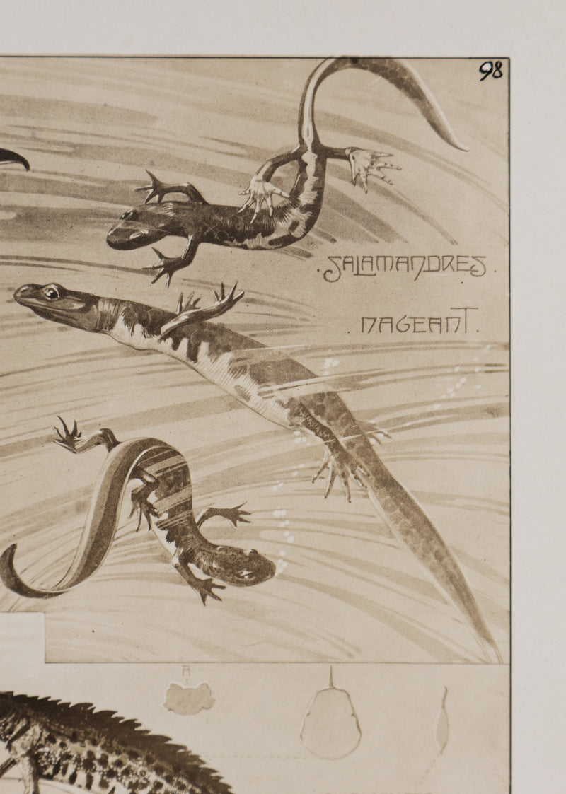 Mathurin MEHEUT : La Salamandre, Lithographie signée