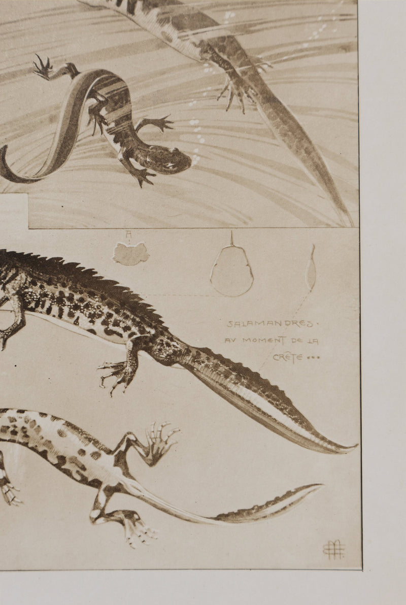 Mathurin MEHEUT : La Salamandre, Lithographie signée