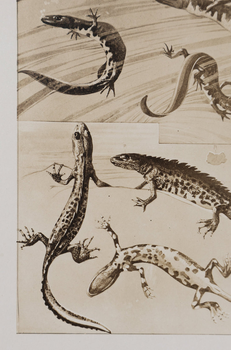 Mathurin MEHEUT : La Salamandre, Lithographie signée