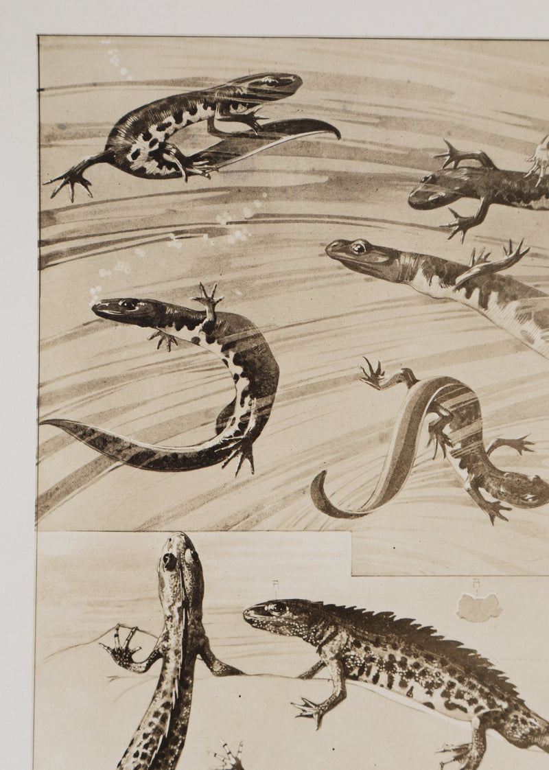 Mathurin MEHEUT : La Salamandre, Lithographie signée
