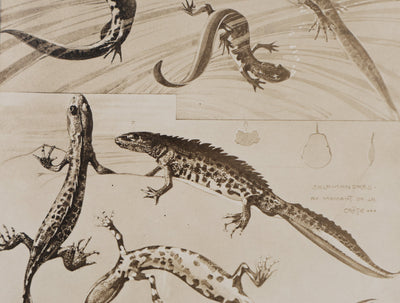 Mathurin MEHEUT : La Salamandre, Lithographie signée