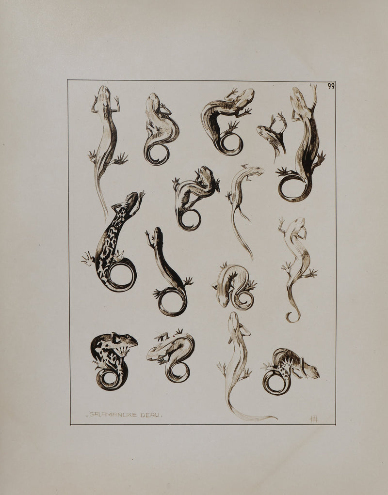 Mathurin MEHEUT : La Salamandre, Lithographie signée