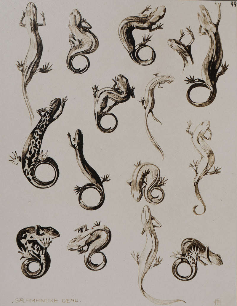 Mathurin MEHEUT : La Salamandre, Lithographie signée
