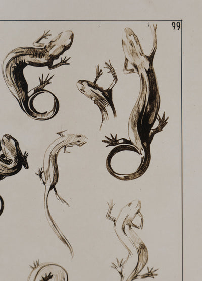 Mathurin MEHEUT : La Salamandre, Lithographie signée