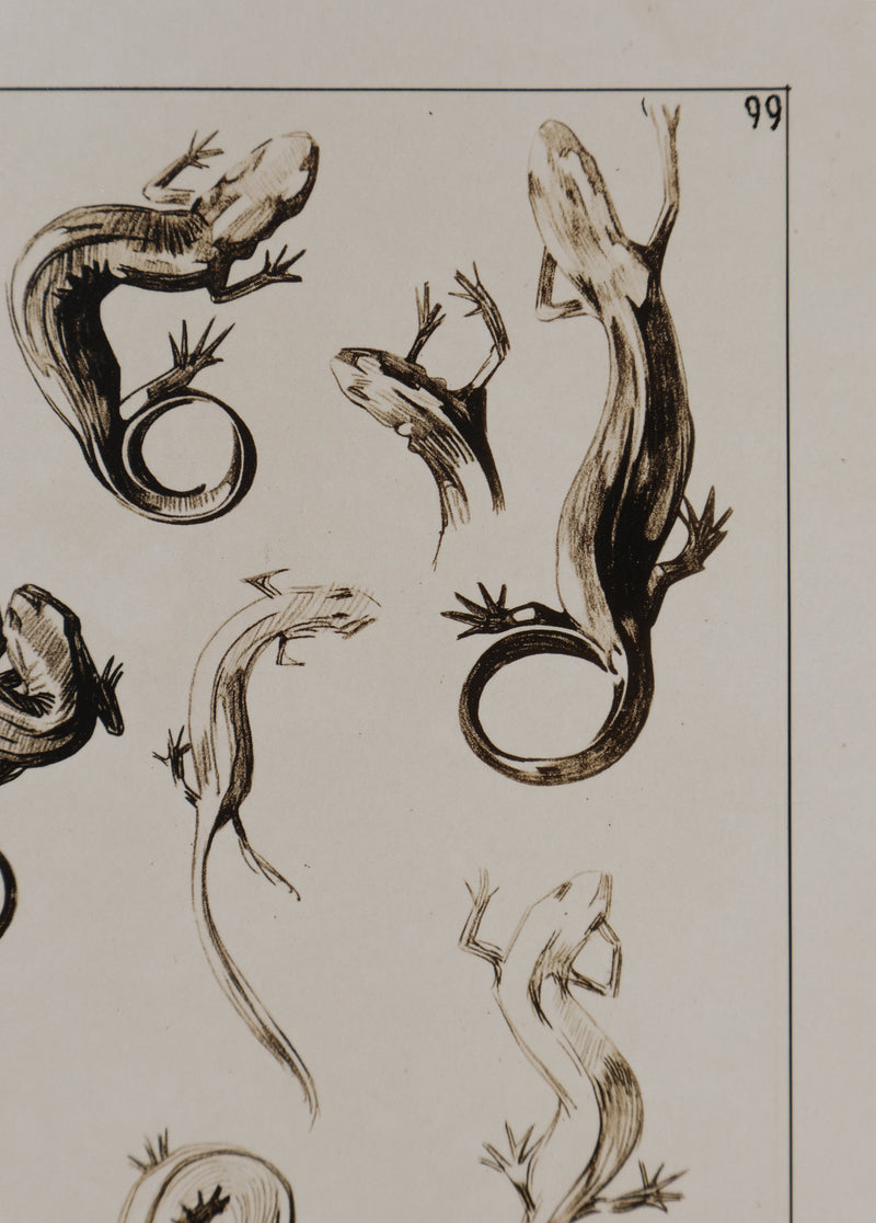 Mathurin MEHEUT : La Salamandre, Lithographie signée