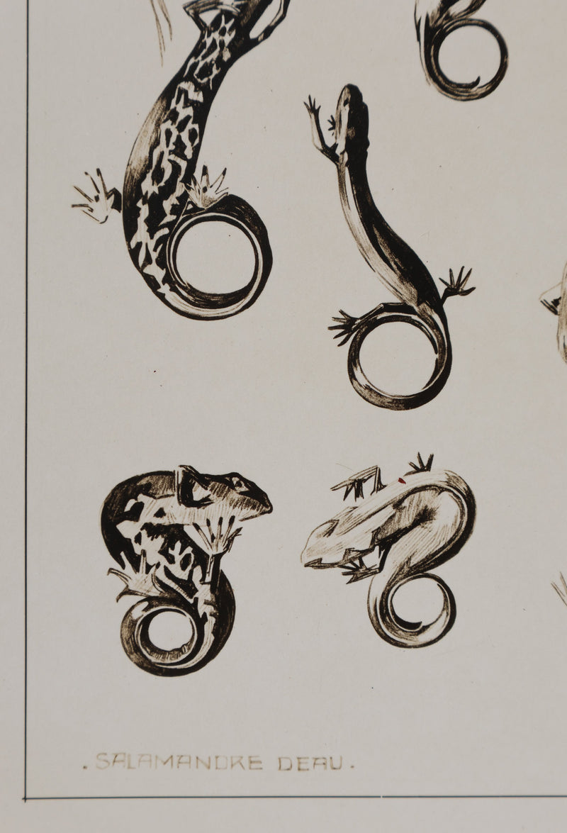 Mathurin MEHEUT : La Salamandre, Lithographie signée