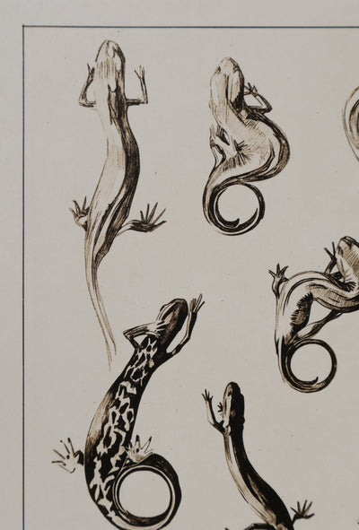 Mathurin MEHEUT : La Salamandre, Lithographie signée
