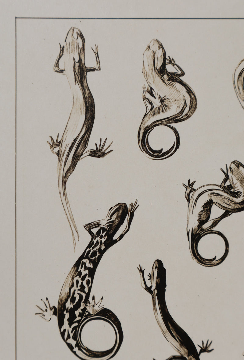 Mathurin MEHEUT : La Salamandre, Lithographie signée