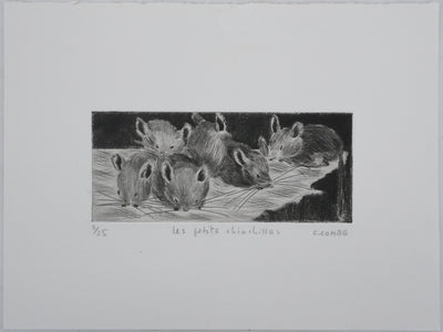 Camille COMBE : Les petits chinchillas, Gravure originale signée