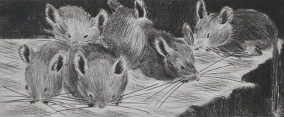 Camille COMBE : Les petits chinchillas, Gravure originale signée
