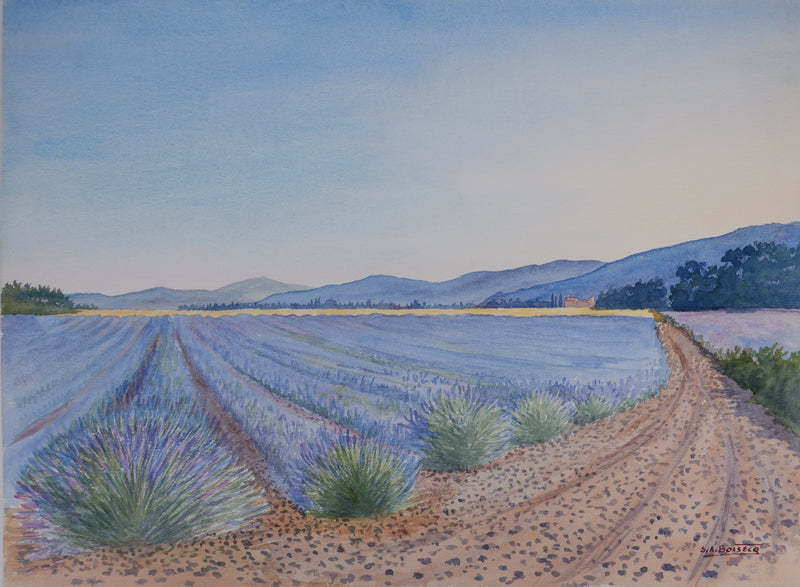 Salomon Alfred BOISECQ : Champs de lavande à Valensole, Aquarelle originale signée