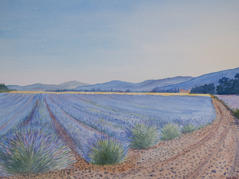Salomon Alfred BOISECQ : Champs de lavande à Valensole, Aquarelle originale signée