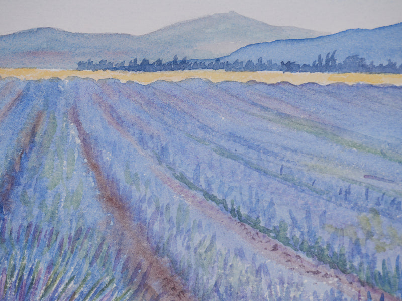 Salomon Alfred BOISECQ : Champs de lavande à Valensole, Aquarelle originale signée