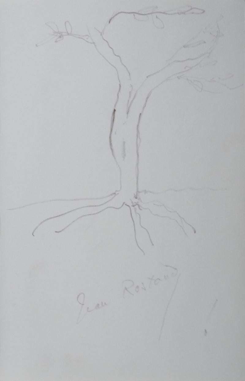 Jean ROSTAND : Arbre enraciné, Autographe et dessin original signé