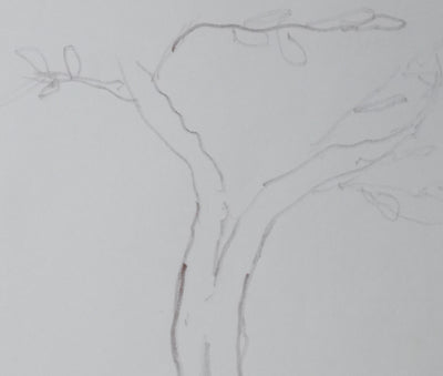 Jean ROSTAND : Arbre enraciné, Autographe et dessin original signé