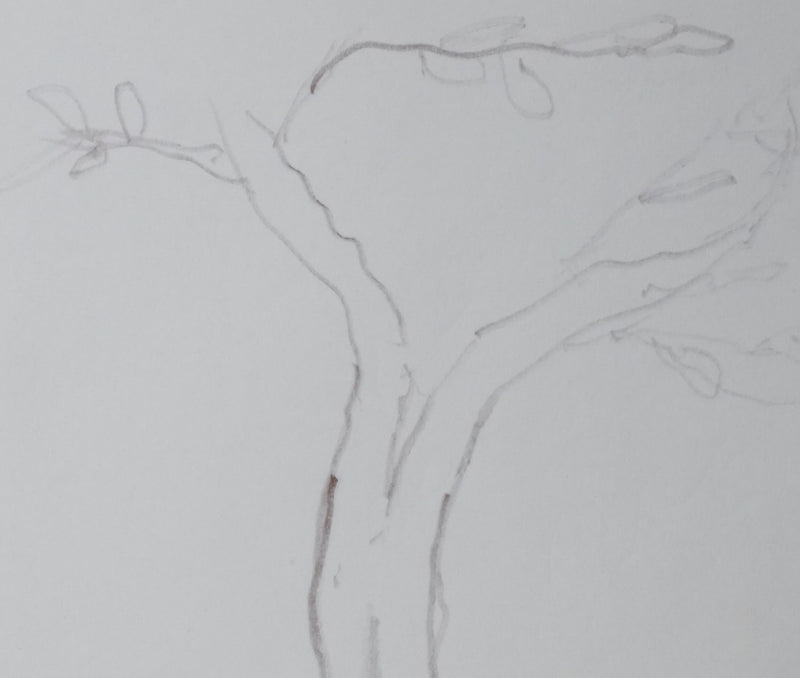 Jean ROSTAND : Arbre enraciné, Autographe et dessin original signé
