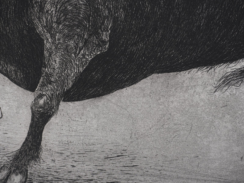 Enrique MARIN MUNOZ : Le taureau et les chiens, gravure originale signée
