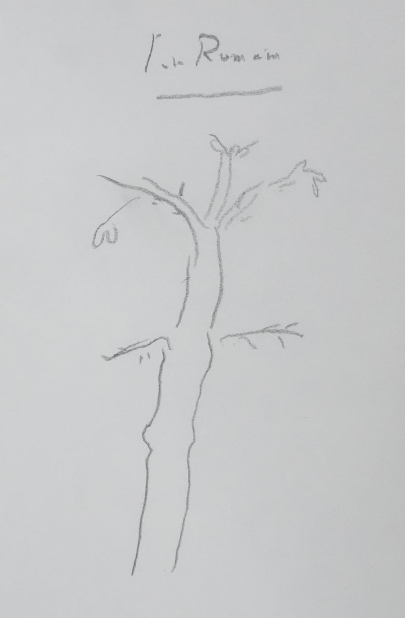 Jules ROMAINS : La grande branche, Autographe et dessin original signé