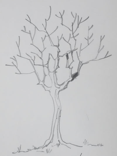 Jacques LE DANTEC : Les branches vers le ciel, Autographe et dessin original signé