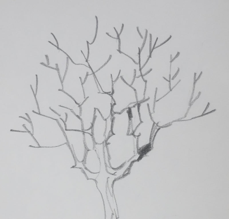 Jacques LE DANTEC : Les branches vers le ciel, Autographe et dessin original signé