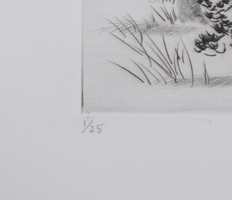 Camille COMBE : Les pins d&