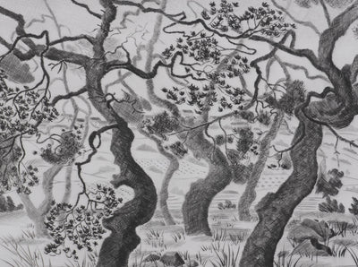 Camille COMBE : Les pins d'Auvergne, Gravure originale signée
