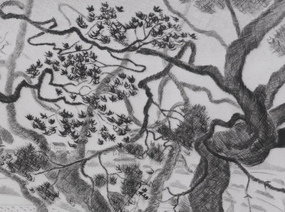 Camille COMBE : Les pins d'Auvergne, Gravure originale signée