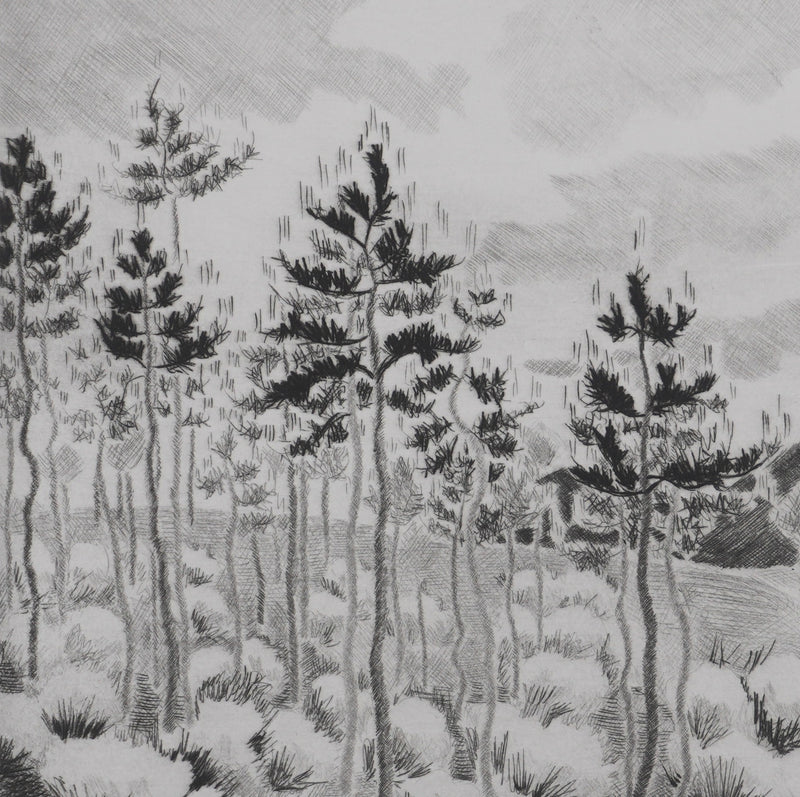 Camille COMBE : Les genêts ardéchois, Gravure originale signée