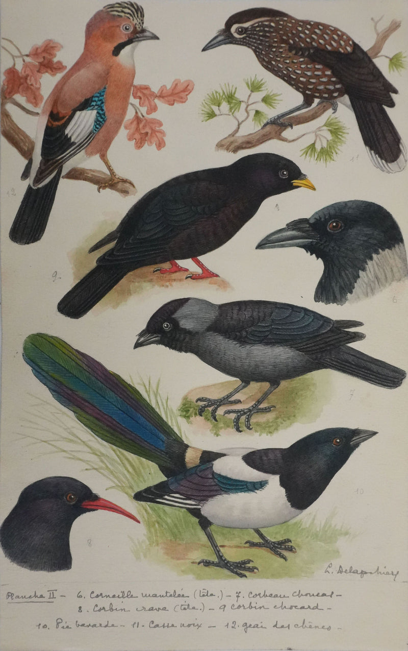 Louis DELAPCHIER : Corneille, Corbeau, Pie et Geai, Aquarelle originale signée