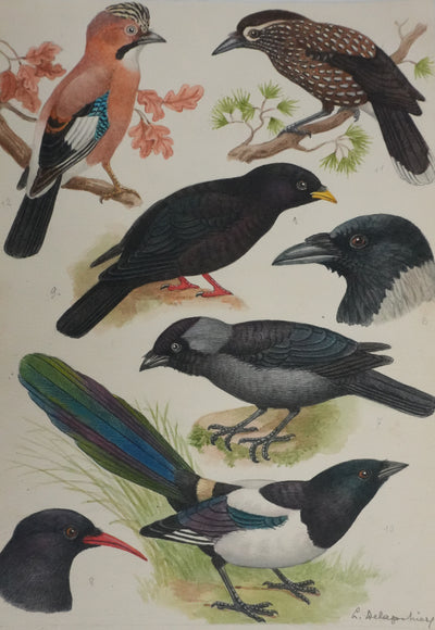 Louis DELAPCHIER : Corneille, Corbeau, Pie et Geai, Aquarelle originale signée