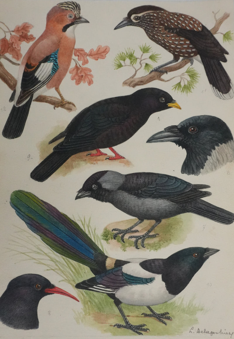 Louis DELAPCHIER : Corneille, Corbeau, Pie et Geai, Aquarelle originale signée