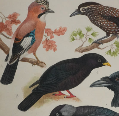 Louis DELAPCHIER : Corneille, Corbeau, Pie et Geai, Aquarelle originale signée