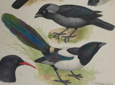 Louis DELAPCHIER : Corneille, Corbeau, Pie et Geai, Aquarelle originale signée
