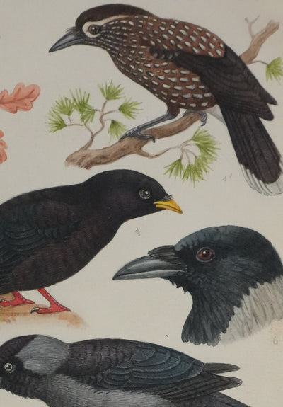 Louis DELAPCHIER : Corneille, Corbeau, Pie et Geai, Aquarelle originale signée