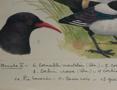 Louis DELAPCHIER : Corneille, Corbeau, Pie et Geai, Aquarelle originale signée
