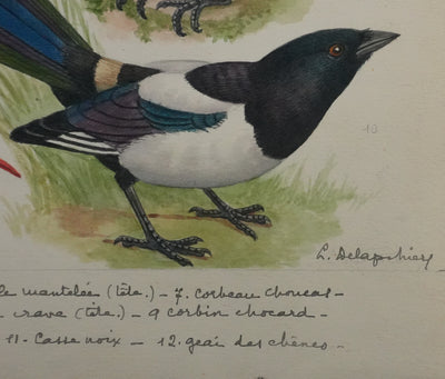Louis DELAPCHIER : Corneille, Corbeau, Pie et Geai, Aquarelle originale signée