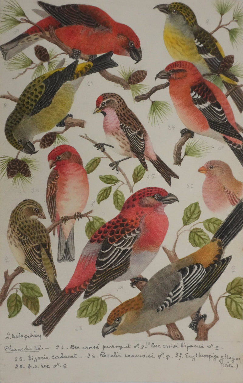 Louis DELAPCHIER : Bec croisé Perroquet, Roselin et Durbec, Aquarelle originale signée