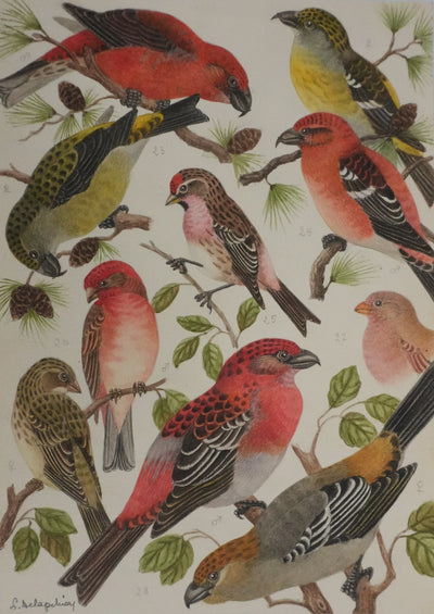 Louis DELAPCHIER : Bec croisé Perroquet, Roselin et Durbec, Aquarelle originale signée