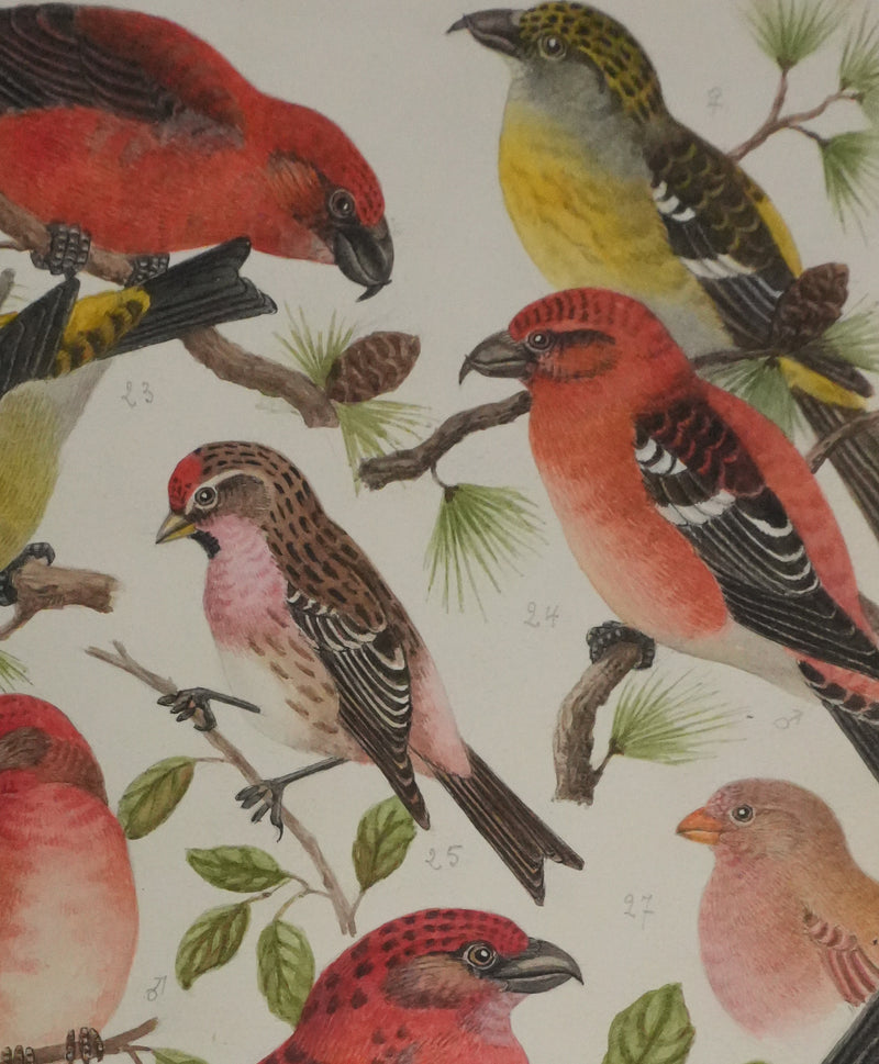 Louis DELAPCHIER : Bec croisé Perroquet, Roselin et Durbec, Aquarelle originale signée