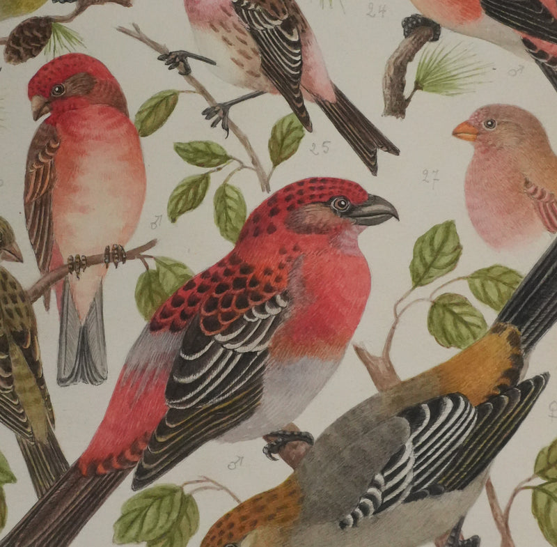 Louis DELAPCHIER : Bec croisé Perroquet, Roselin et Durbec, Aquarelle originale signée