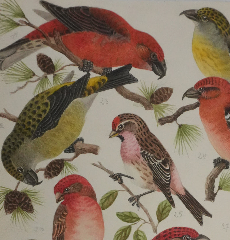 Louis DELAPCHIER : Bec croisé Perroquet, Roselin et Durbec, Aquarelle originale signée