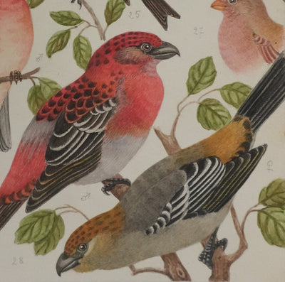 Louis DELAPCHIER : Bec croisé Perroquet, Roselin et Durbec, Aquarelle originale signée