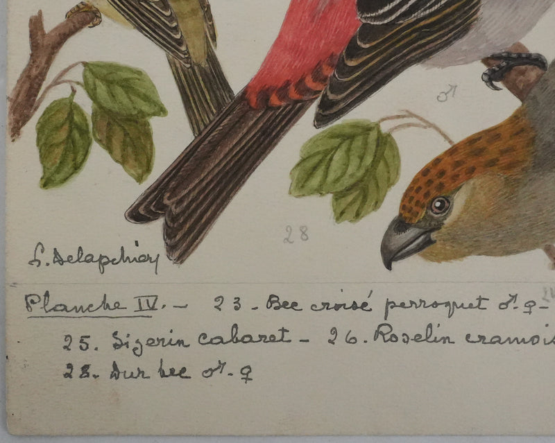 Louis DELAPCHIER : Bec croisé Perroquet, Roselin et Durbec, Aquarelle originale signée