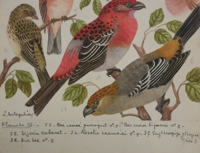 Louis DELAPCHIER : Bec croisé Perroquet, Roselin et Durbec, Aquarelle originale signée