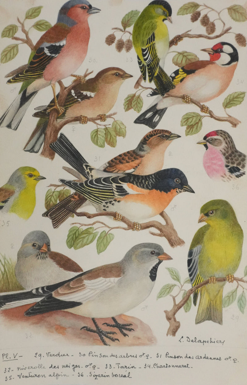 Louis DELAPCHIER : Verdier, Pinson et Niverolle, Aquarelle originale signée